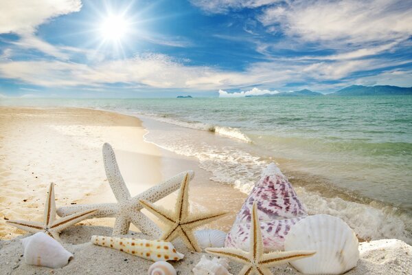 Summer beach with sea stars