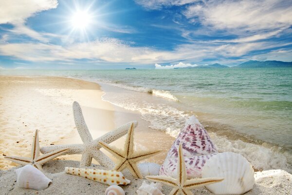 Летний пляж с морскими звёздами