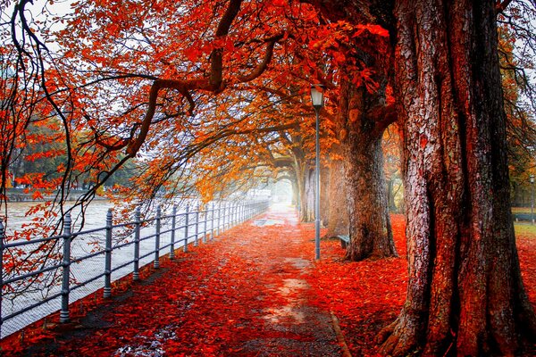 Automne rubis au bord d une rivière tranquille