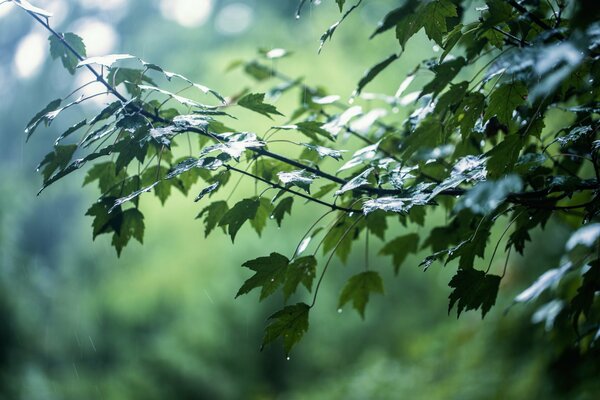 Капли дождя падают на деревья