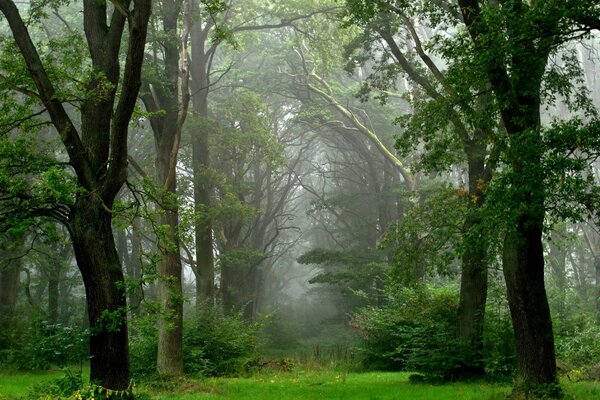 Letni las po deszczu
