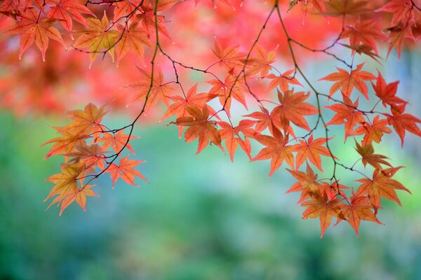 Japanese maple branches with red leaves