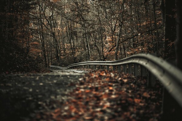 Autumn Road è piena di solitudine