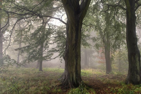 Les arbres sont enveloppés de brouillard et d automne