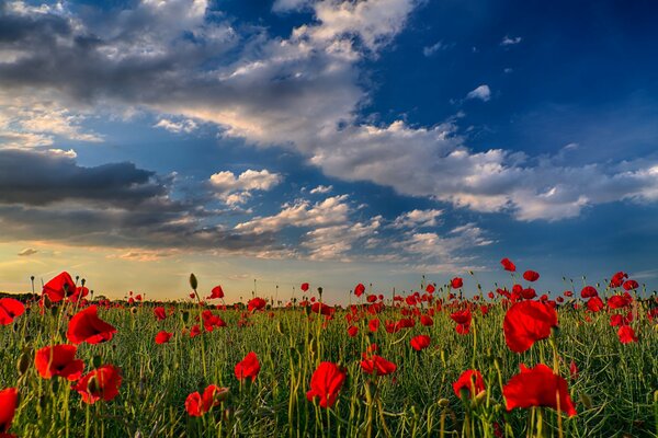 A field of red poppies under a blue sky