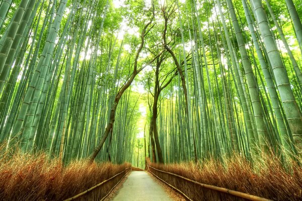 Camino en un bosque de bambú en Japón