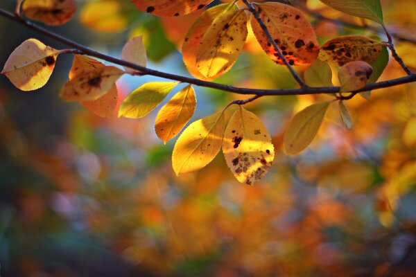 Autumn yellow leaves