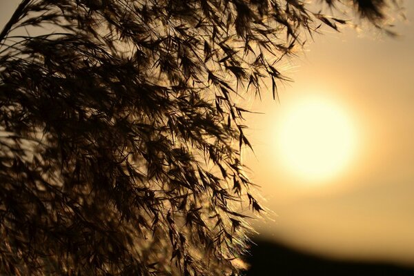 Macro foto de la hierba en el fondo del sol Poniente