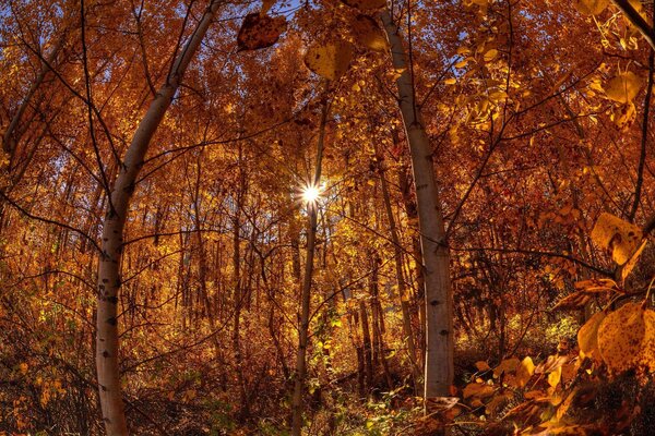 Солнечные лучи пробиваются в осеннем лесу