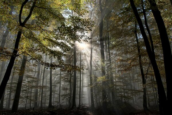 The gap between the trees in autumn