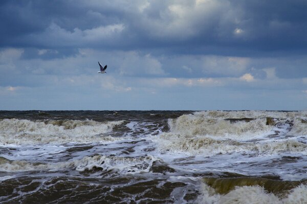 A seagull flies over the raging foam sea