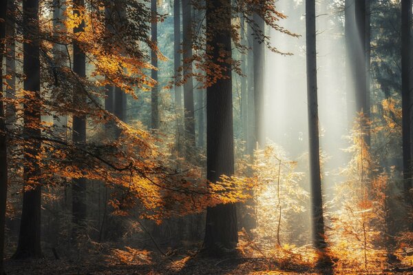 Morning in the forest. Ray of the sun