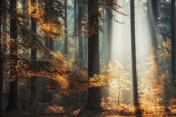 Mañana en el bosque. Rayo de sol