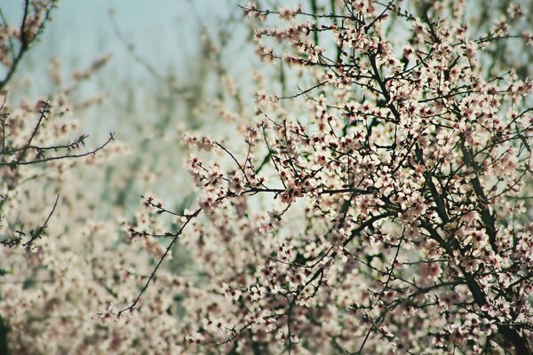 Im zarten Frühling blühte die Aprikose