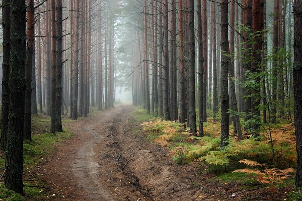 Strada infinita nella foresta