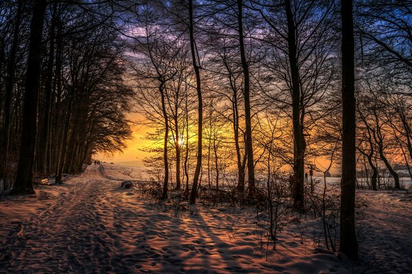 Forêt d hiver au coucher du soleil