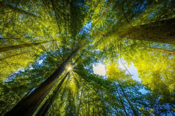 The rays of the sun penetrate through the foliage of trees in the forest