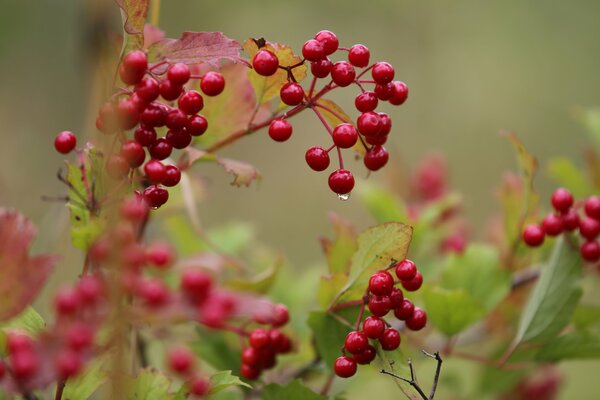 Viorne rouge au début de l automne