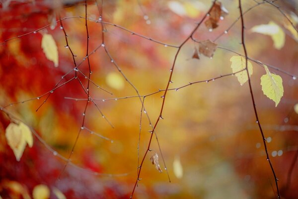 Bella Ragnatela sui rami in autunno