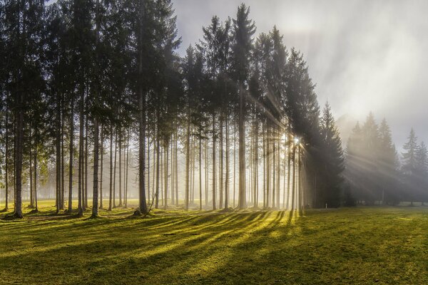 Eine glatte Reihe von Nadelbäumen vor dem Hintergrund der Morgendämmerung der grünen Poyana