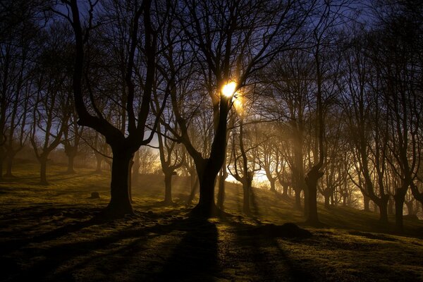 Matin de fête dans la forêt nue