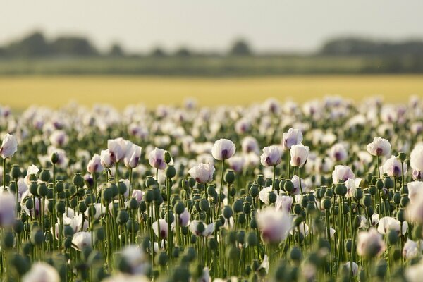 Campo de amapola en el paisaje de verano