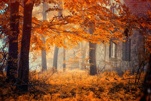 Autumn trees near the house