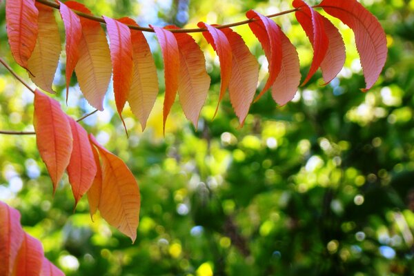 Die Herbstblätter sind rot