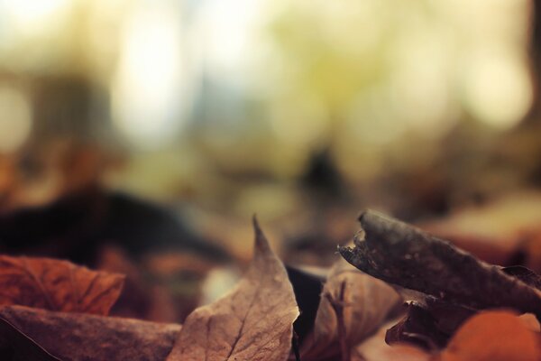 Jesień palące liście na ziemi