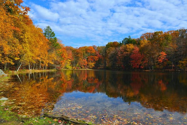 Todos los colores del mundo en otoño en el bosque