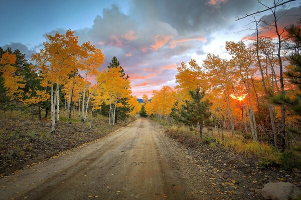 Bosque de otoño y follaje caído en el camino