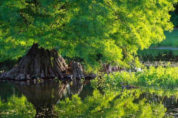 Enten in Wasser neben einer grünen Zypresse baden