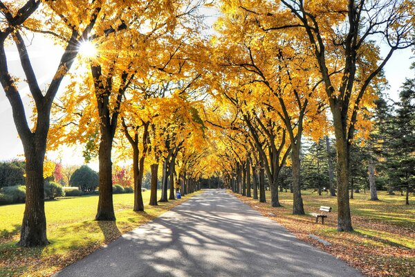 Noche soleada en el parque de otoño