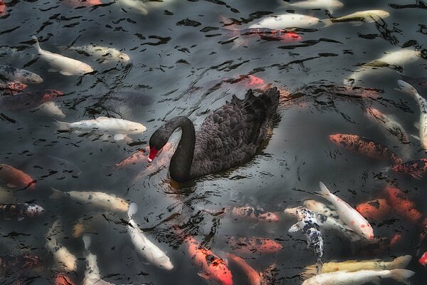 Cygne noir et carpes panachées