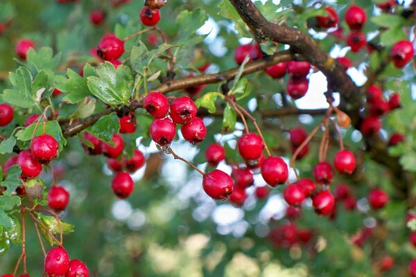 Reife Beeren. Der Herbst kommt bald