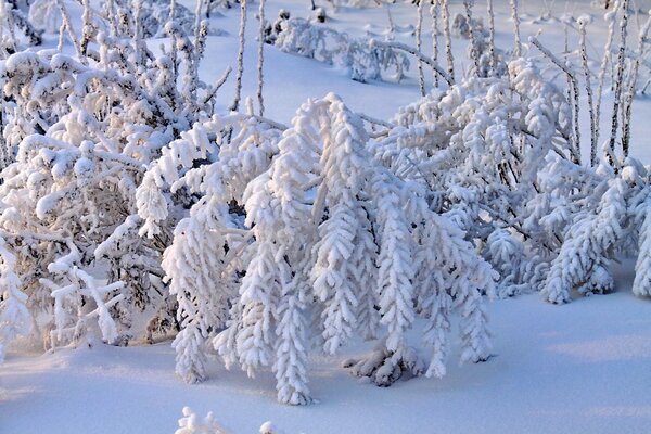 Branches of bushes covered with snow