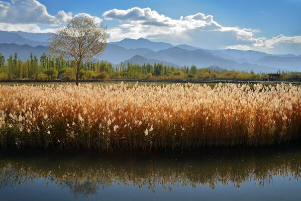 Paesaggio con canne sopra il lago