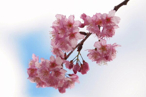 Pink cherry blossoms remind of spring