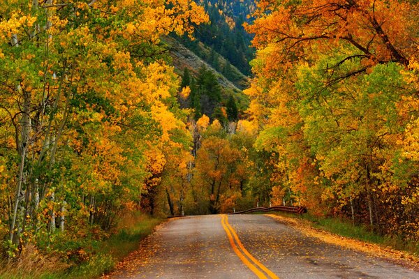 A colorful road in the autumn forest. Golden Autumn