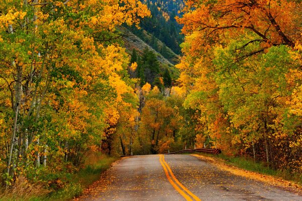 Route colorée dans la forêt d automne. Automne doré