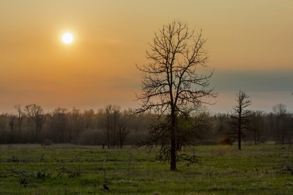 Primavera temprano mañana bosque con árboles