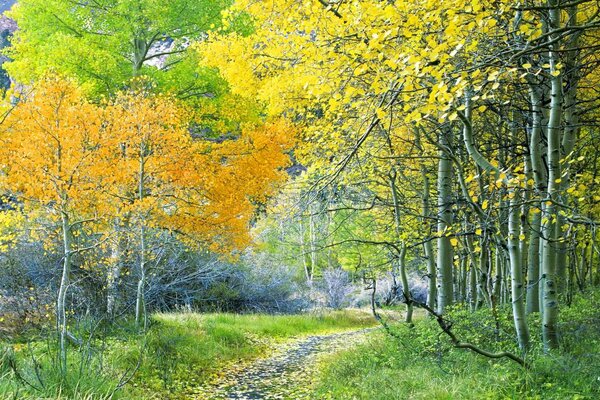 Petit sentier dans la forêt d automne