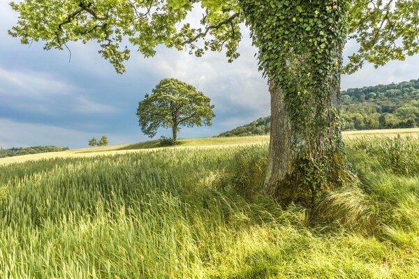 Paesaggio estivo prima di un temporale