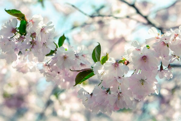 Blooming cherry branch close-up