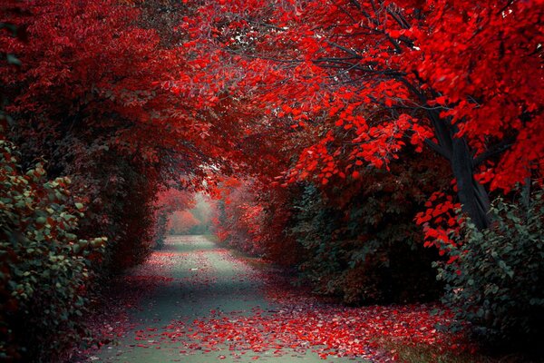 Camino cubierto de árboles rojos