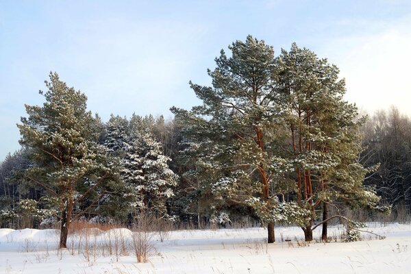 Bosque de invierno. La nieve cubre la tierra