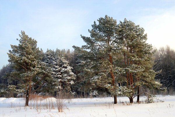 Foresta invernale. La neve copre la terra
