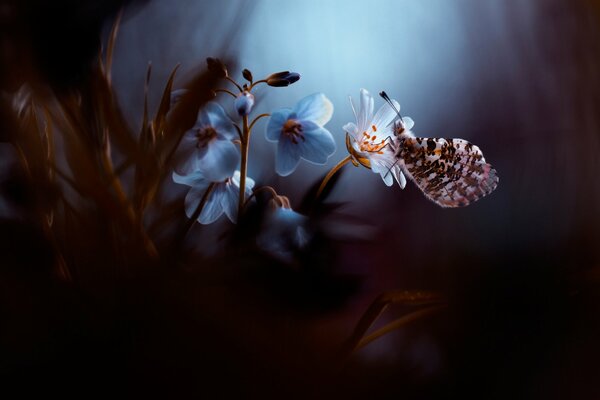 A butterfly sits on a flower at night