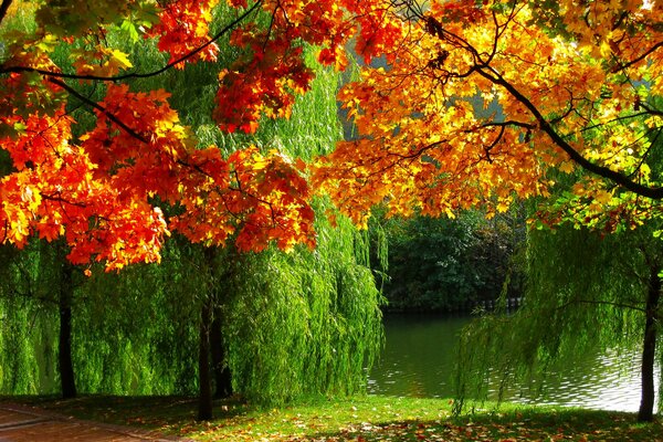 Beautiful nature. Summer meets autumn