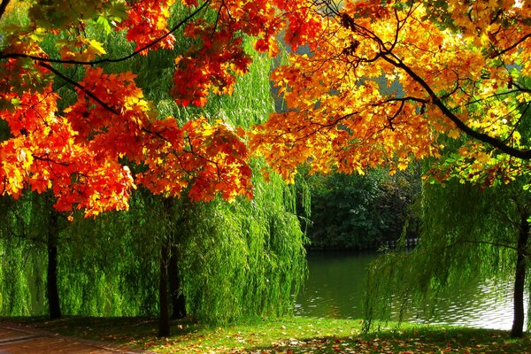 Hermosa naturaleza. El verano se encuentra con el otoño